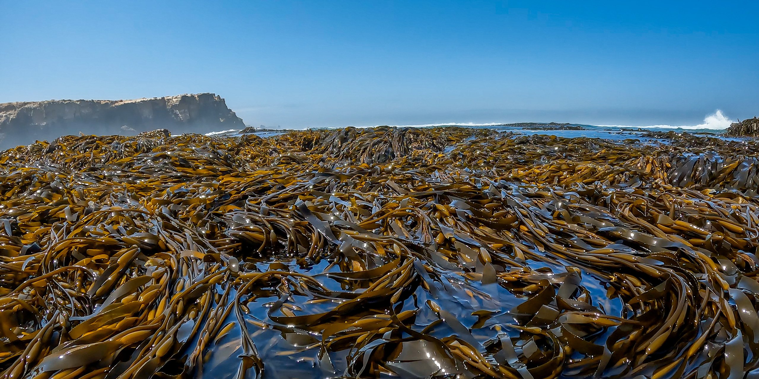 <p>Giant kelp flourish off the shores of San Juan de Marcona in southern Peru (Image: Yuri Hooker)</p>