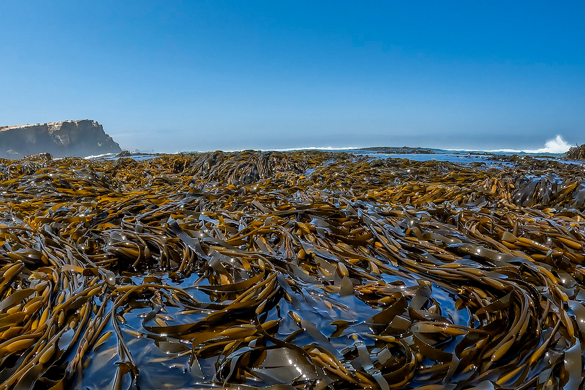 <p>Giant kelp flourish off the shores of San Juan de Marcona in southern Peru (Image: Yuri Hooker)</p>