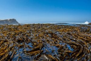 mar lleno de algas marrones