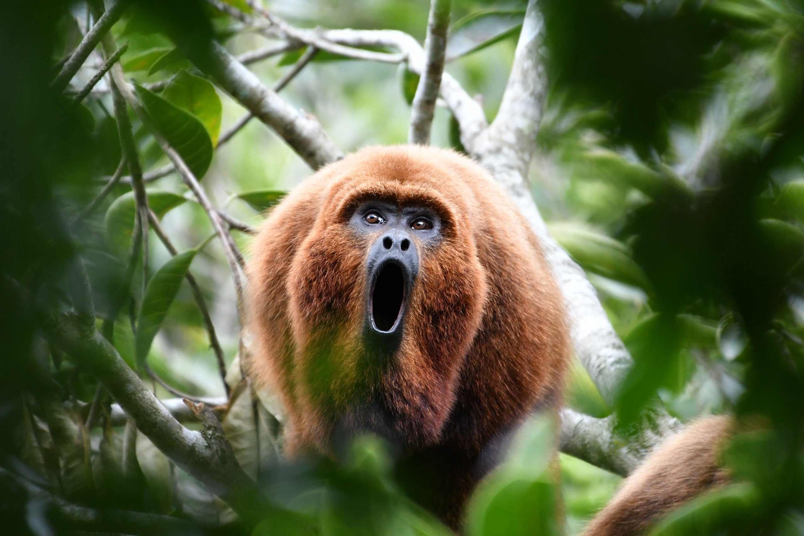 <p>Un mono aullador (<em>Alouatta guariba</em>) &#8220;grita&#8221; entre los árboles, en Rio Grande do Sul, Brasil. Originaria de la Mata Atlántica del país, la especie está considerada como uno de los primates más amenazados del mundo (Imagen: <a href="https://flic.kr/p/2puCmk1">Marcelo Machado Madeira</a> / <a href="https://www.flickr.com/people/ibamagov/">Ibama</a>, <a href="https://creativecommons.org/licenses/by-sa/2.0/">CC BY SA</a>)</p>