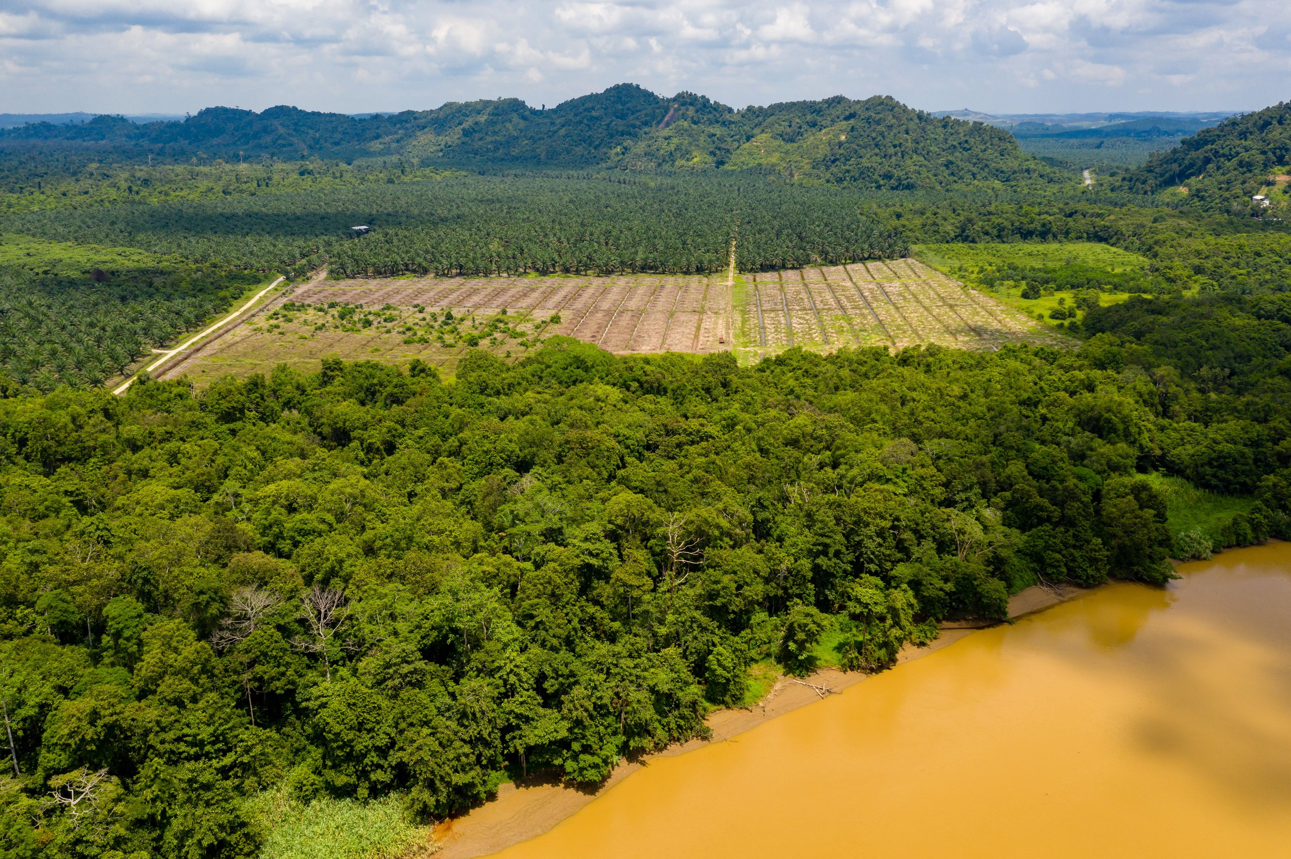 <p>The palm oil boom led to large-scale deforestation in places such as Sabah, Borneo. Now, experiments are taking place to test sustainable approaches (Image: RDW Aerial Imaging / Alamy)</p>