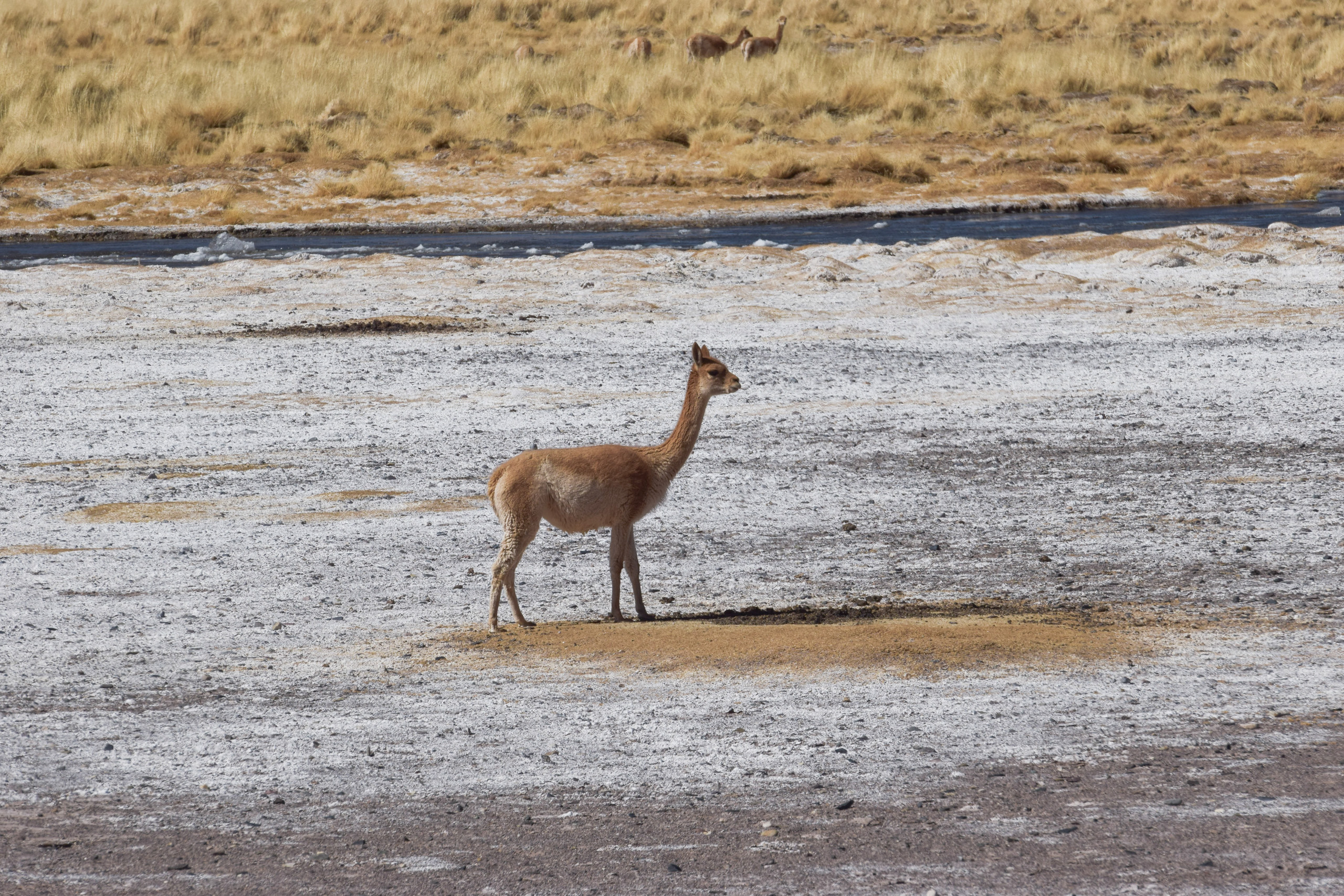 vicuña near stream