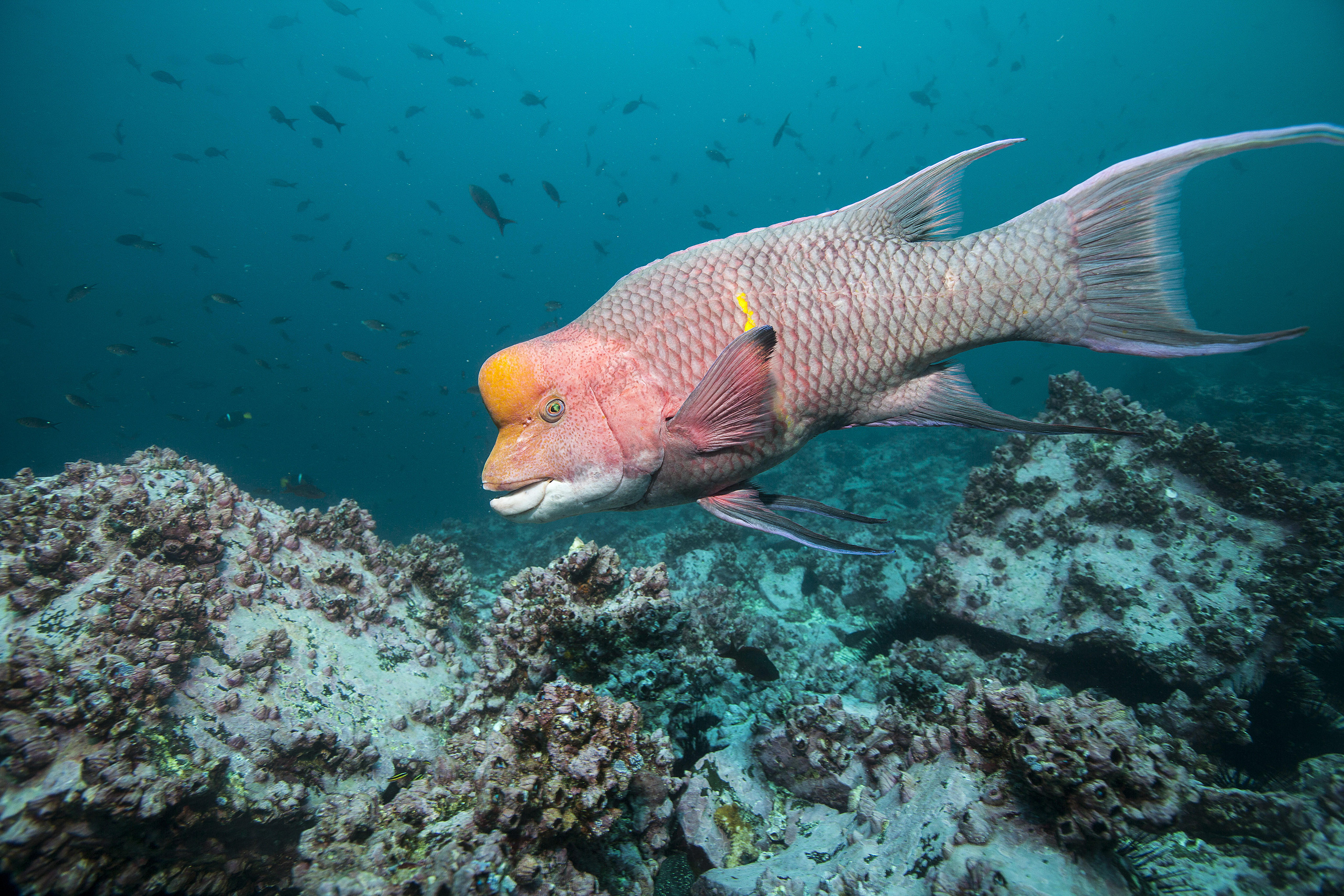Mexican hogfish hunting around Malpelo Island, Colombia