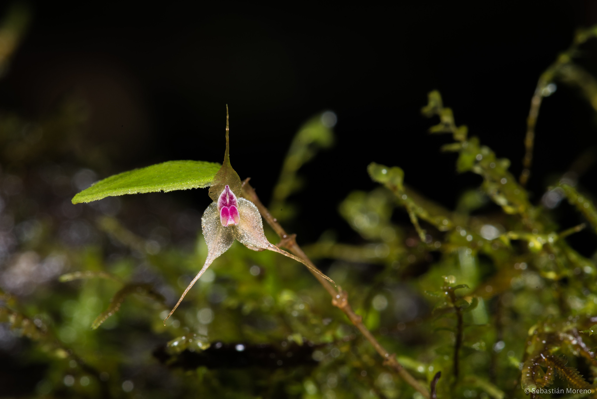 Una orquídea blanca y rosada