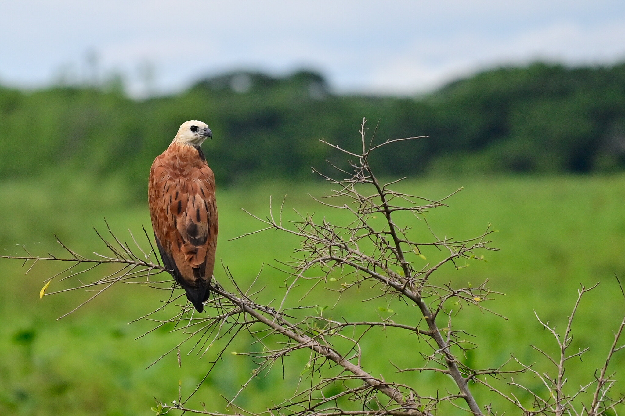 black-collared hawk oon thin branch