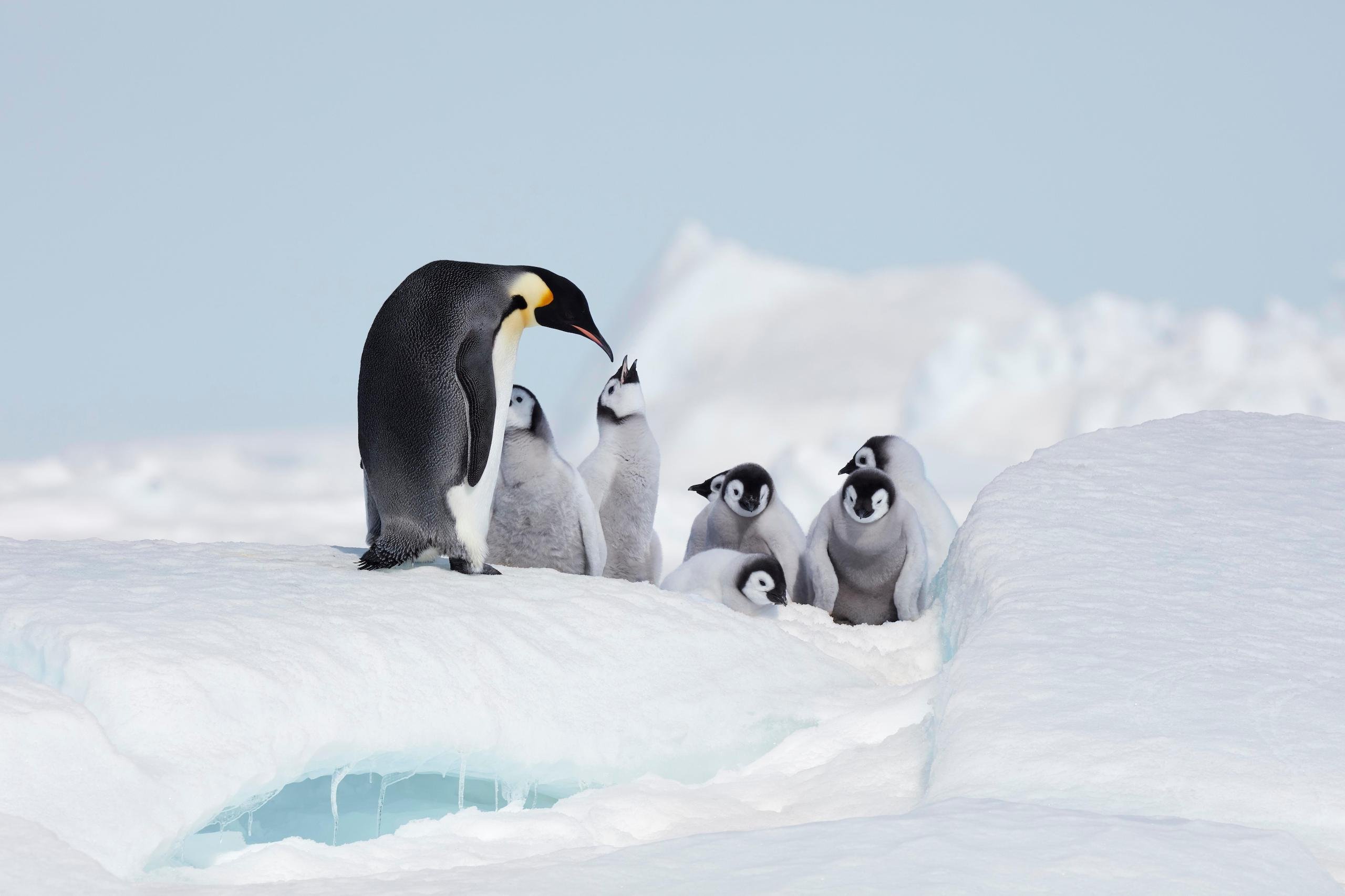 <p>Emperor penguins like this one near the Antarctic Peninsula must compete with human fishers for the tiny crustaceans known as krill (Image: Michael S. Nolan / Alamy)</p>