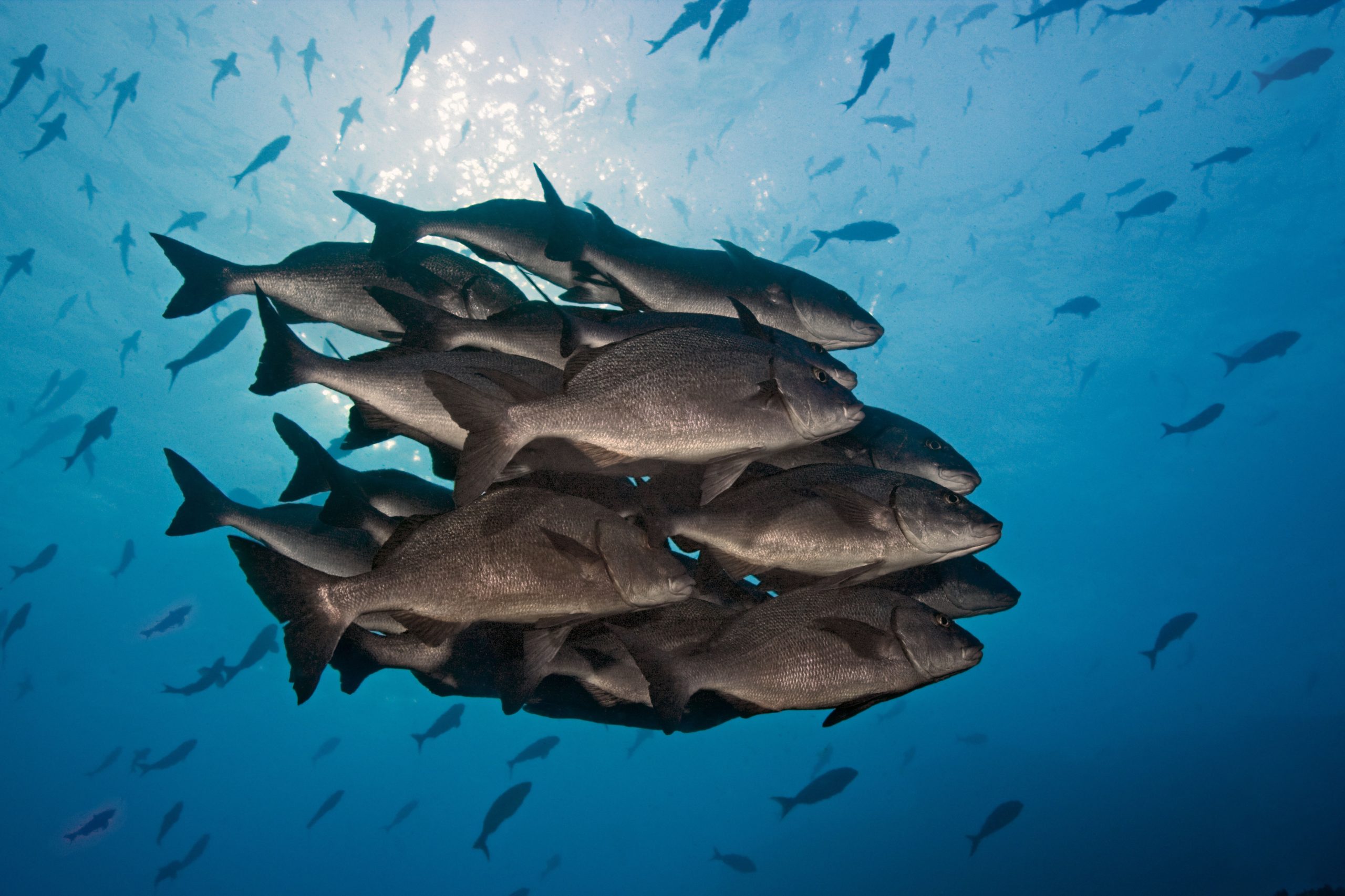 <p>A school of jackfish swimming in the Humboldt current near the Galapagos Islands. Climate change is making this current less reliable, threatening up to 15% of the world’s wild-caught fisheries production (Image: Aquascopic / Alamy)</p>