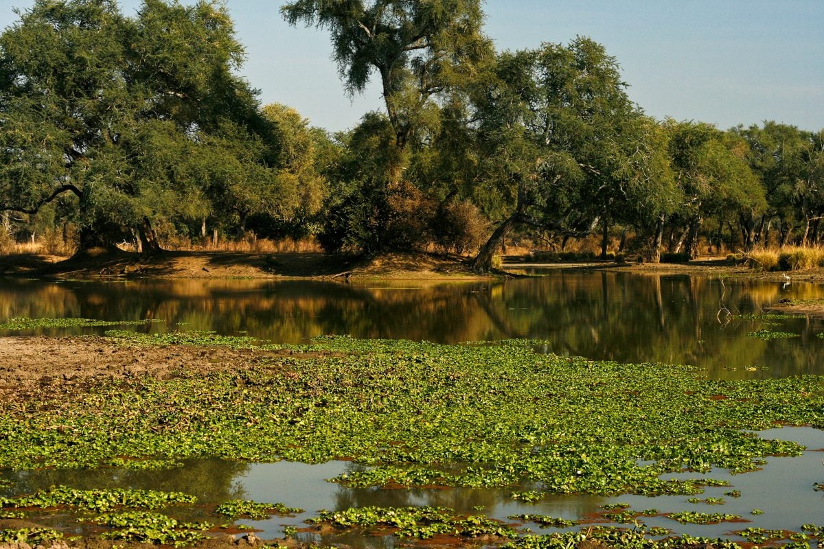 bed of plants on water surface with trees in background