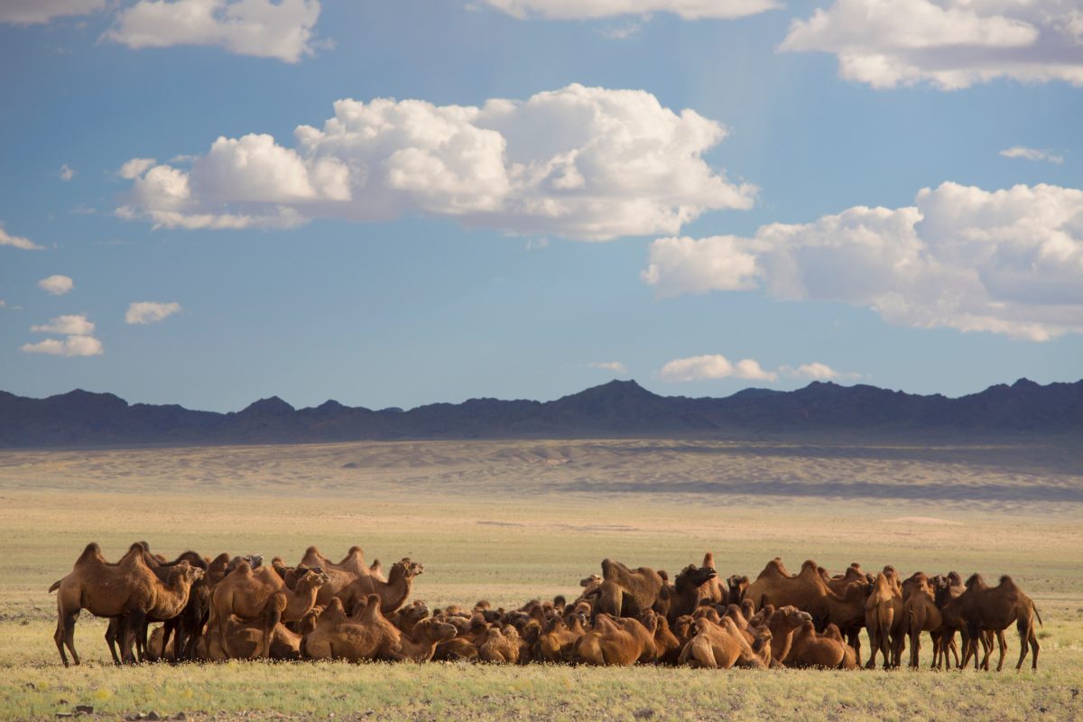 Camels on plain