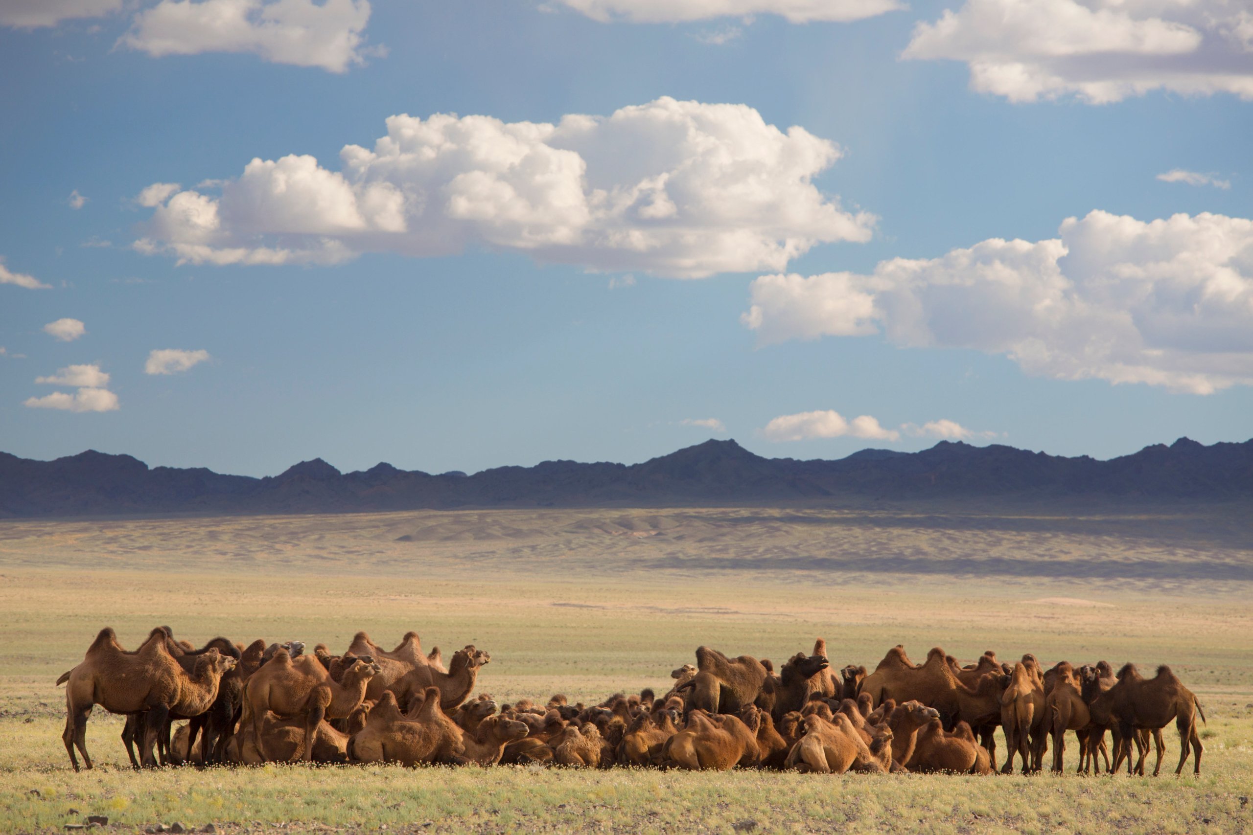 <p>A herd of camels rest on the plains of Mongolia’s southern Ömnögovi province (Image: Laurie Noble / nobleIMAGES / Alamy)</p>