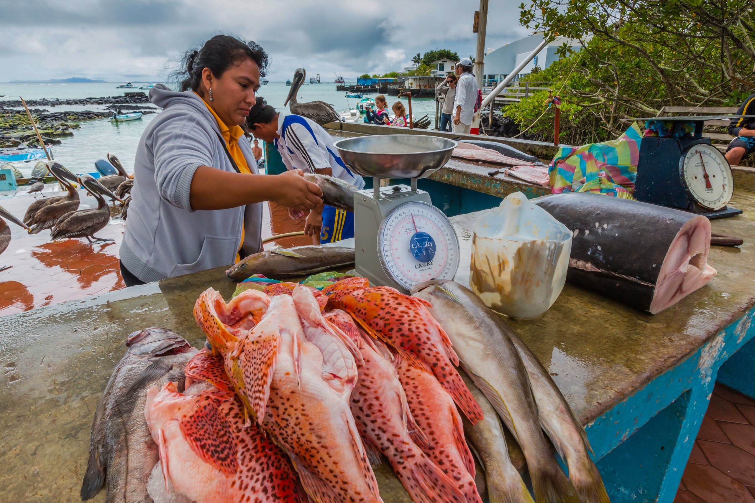 Venda de peixes em mercado nas Ilhas Galápagos, Equador