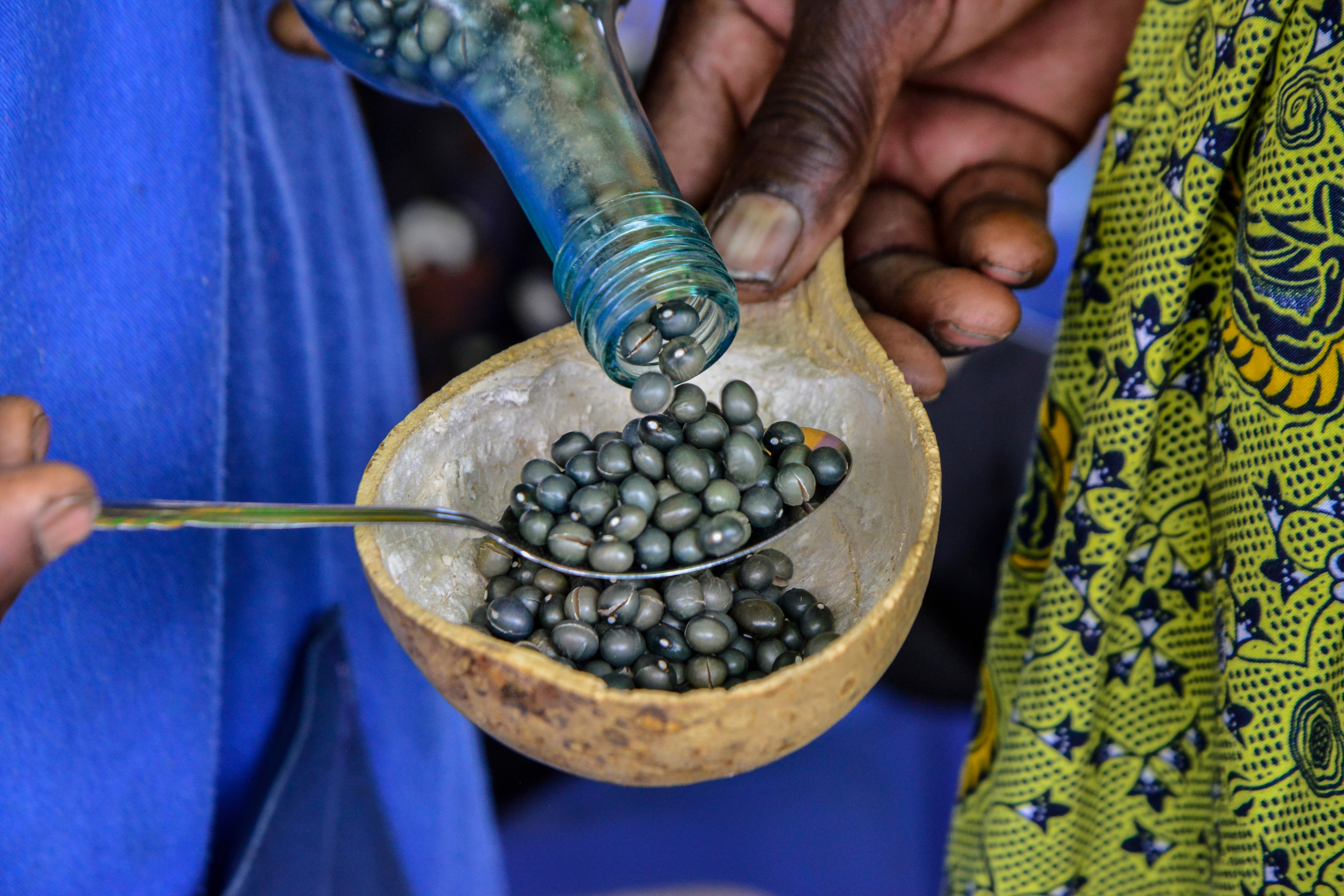 guardianes de semillas midiendo grano
