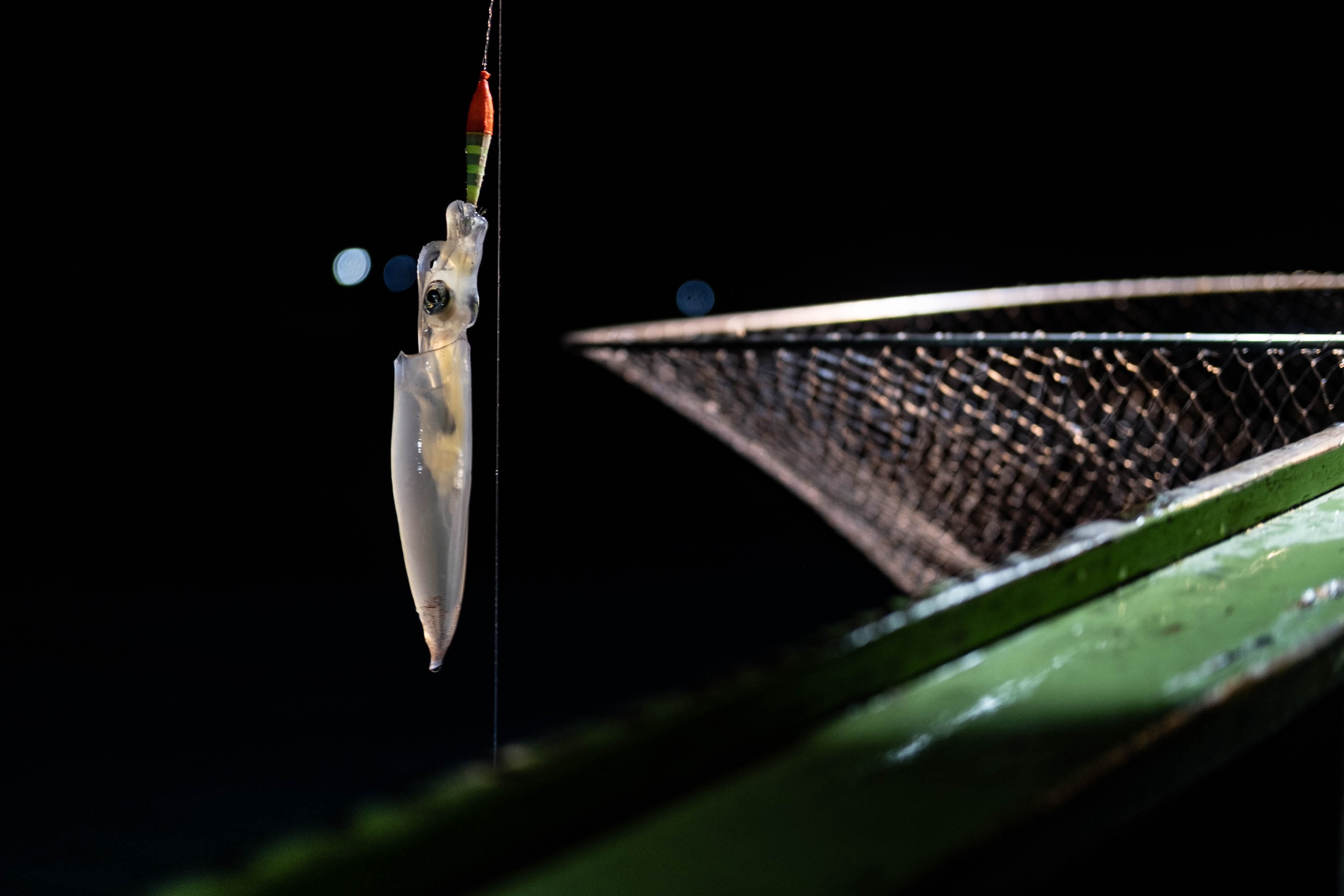 Uma lula translúcida pendurada em uma linha de pesca à noite