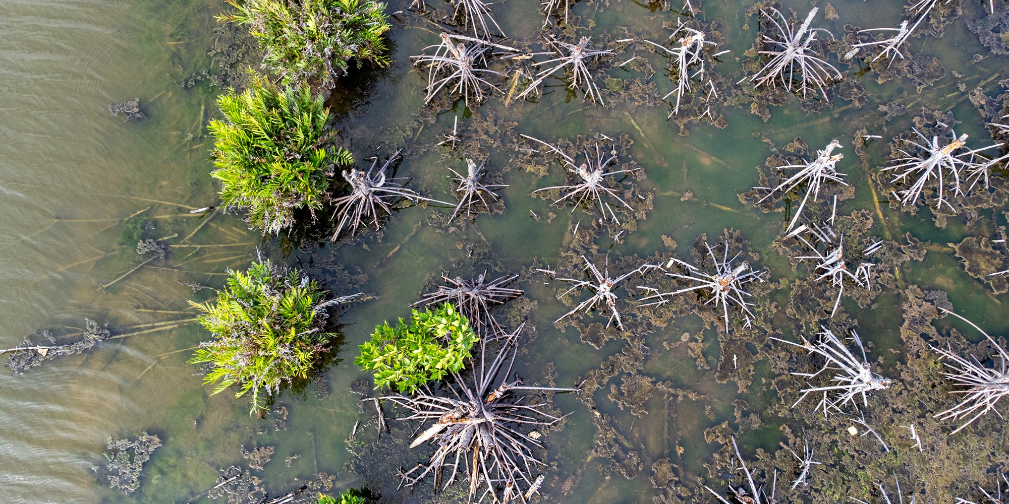 <p>Manguezais mortos em zona de aquicultura no Delta de Mahakam, na Indonésia (Imagem: Muhibar Sobary Ardan / Dialogue Earth)</p>