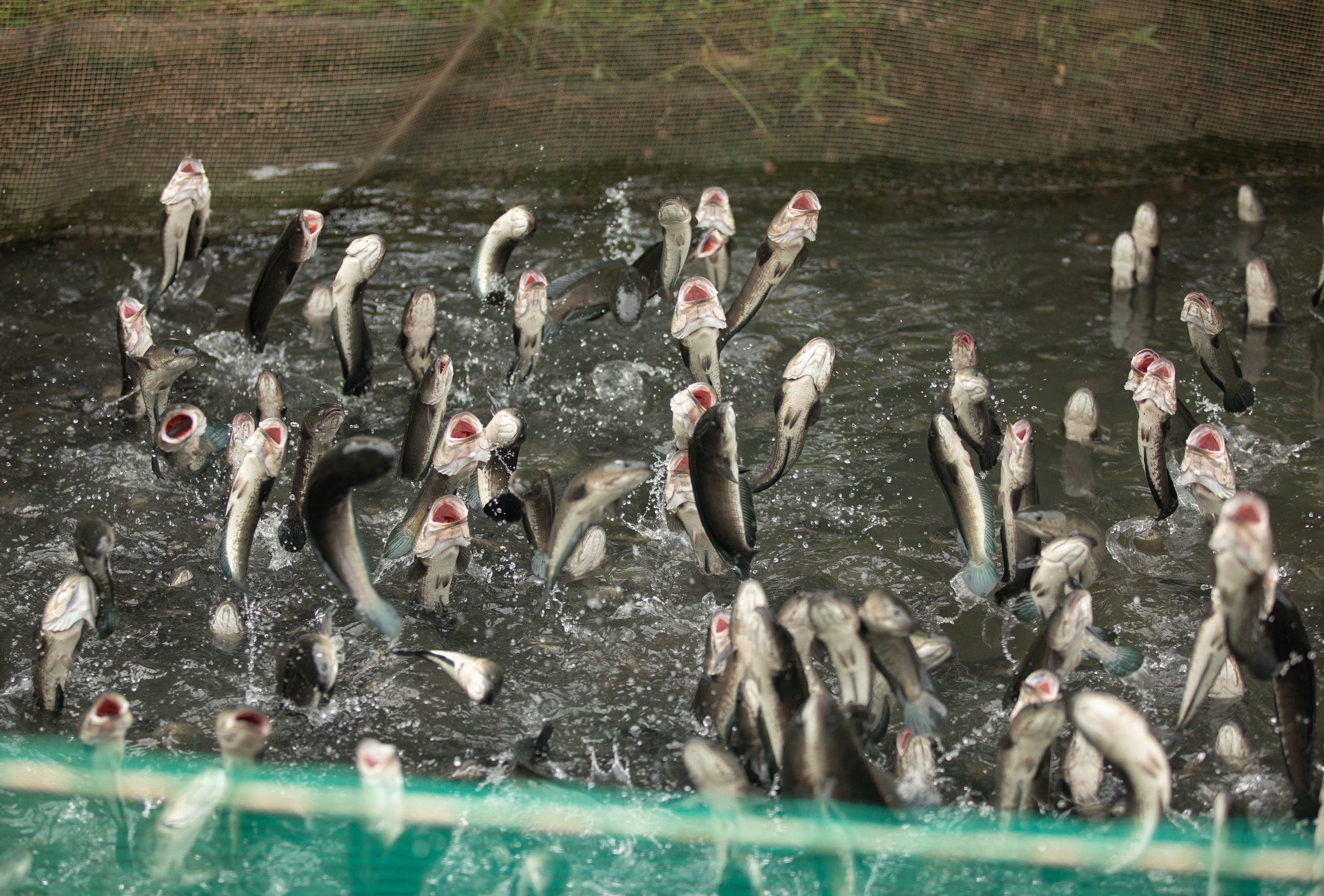 a group of fish jumping out of water