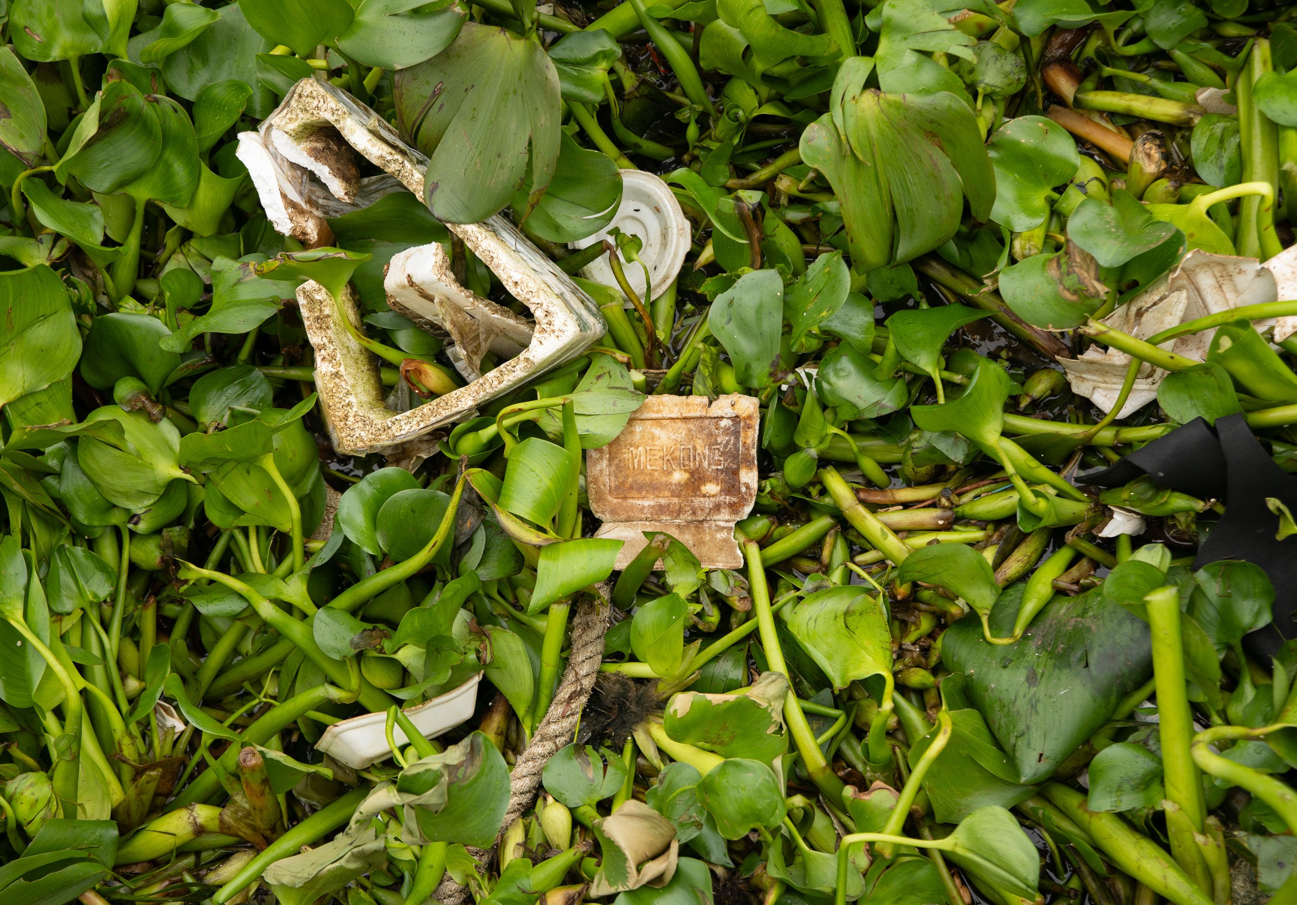 garbage and discarded items is scattered in in water hyacinth