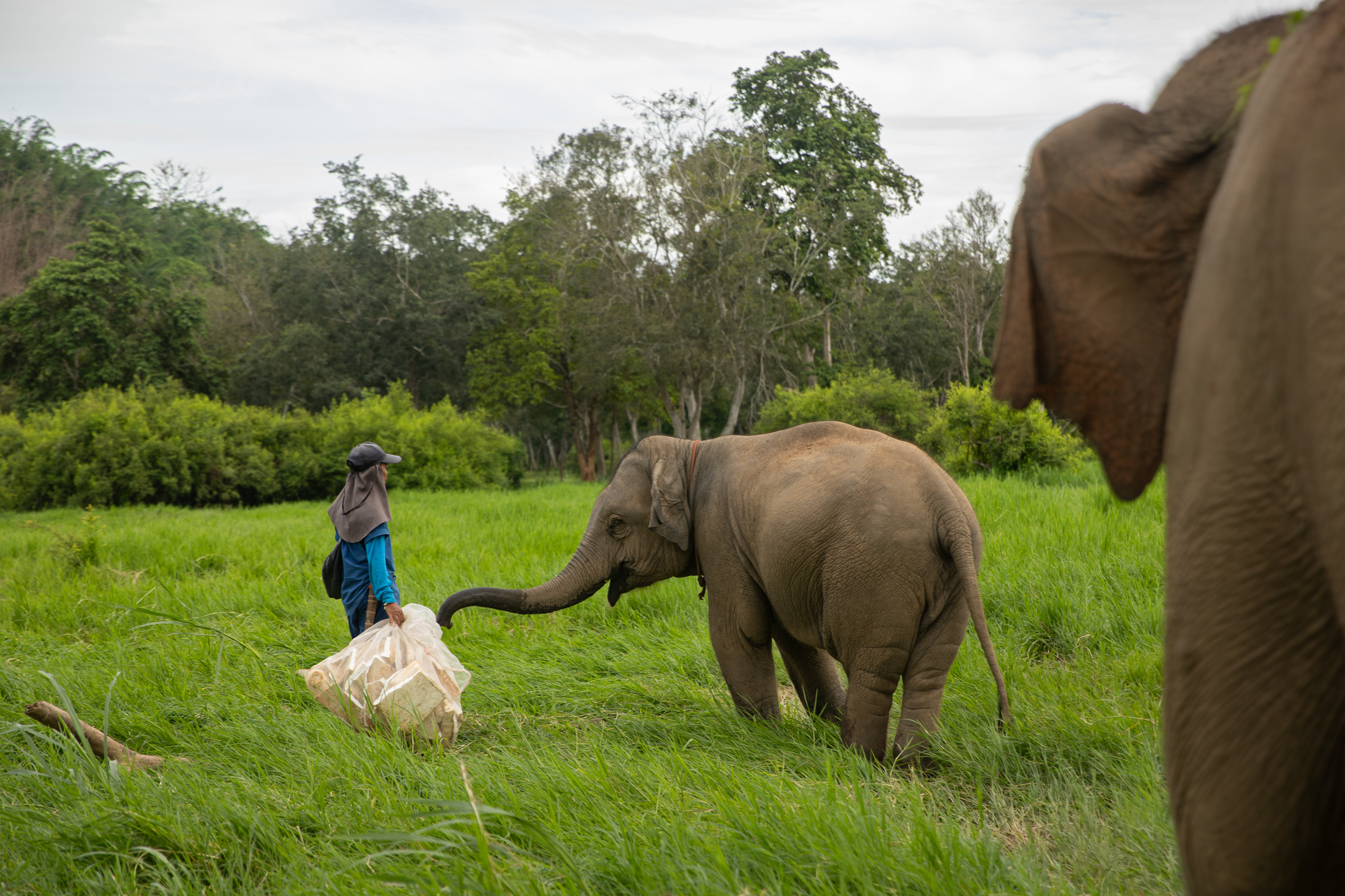 uma pessoa com um saco de lixo ao lado de um elefante