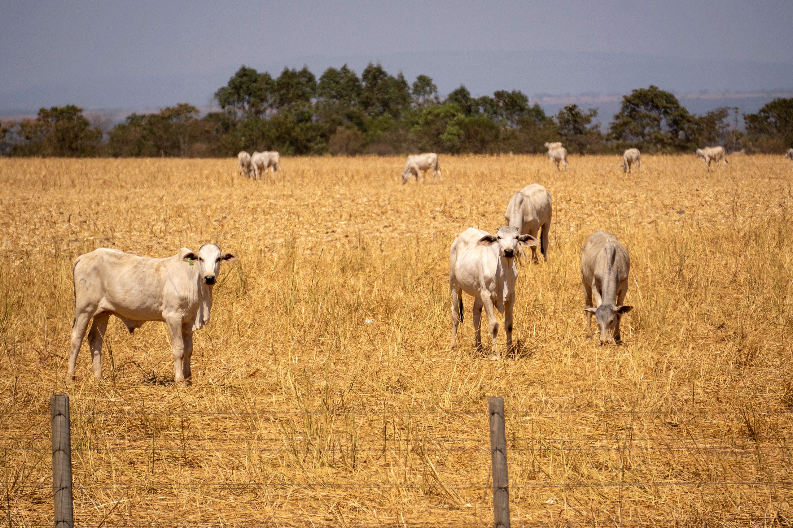 Vacas blancas pastando en un campo