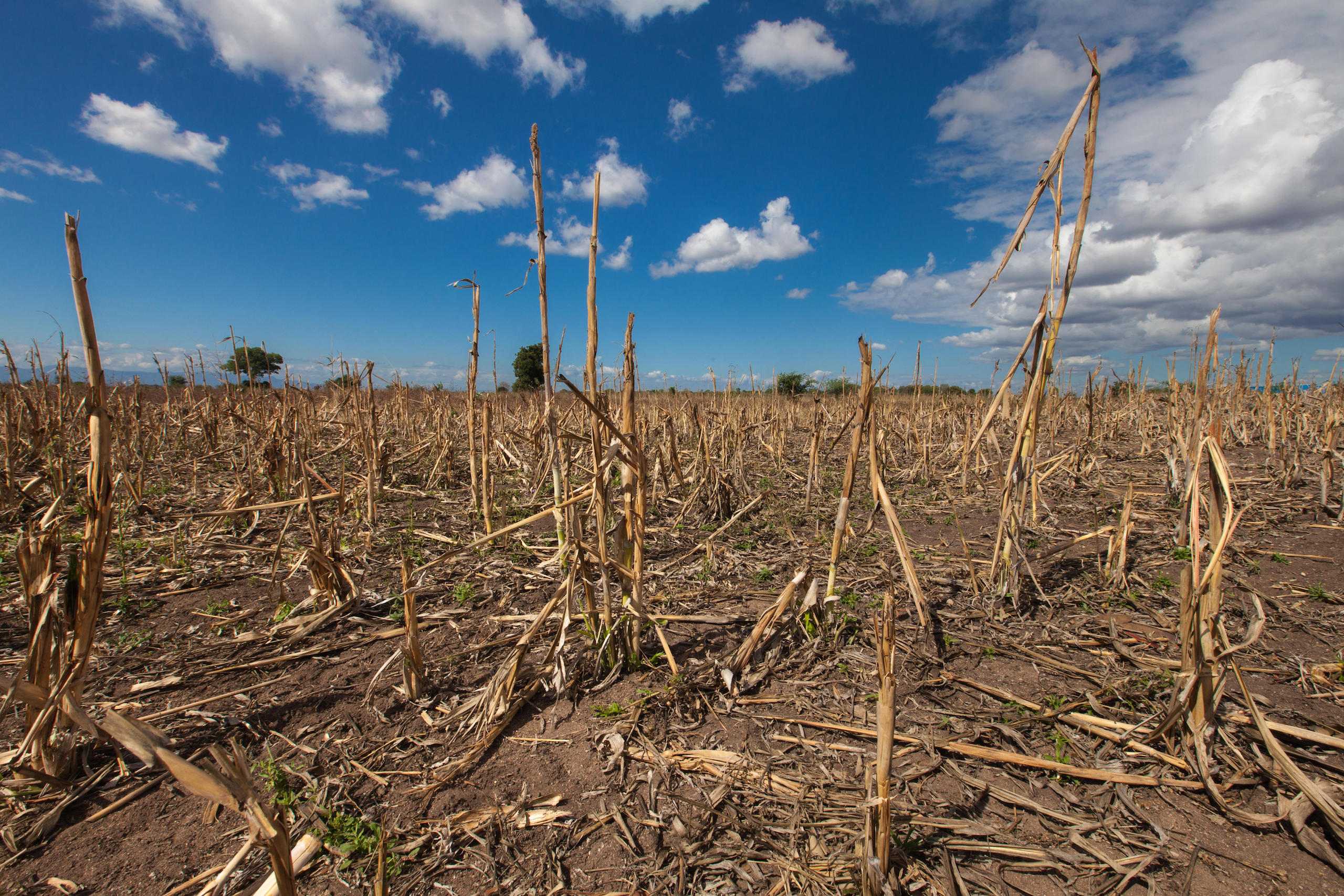 A field of dead maize under the blue sky