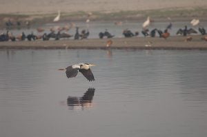 A grey heron flying over water with reflection and birds in the background