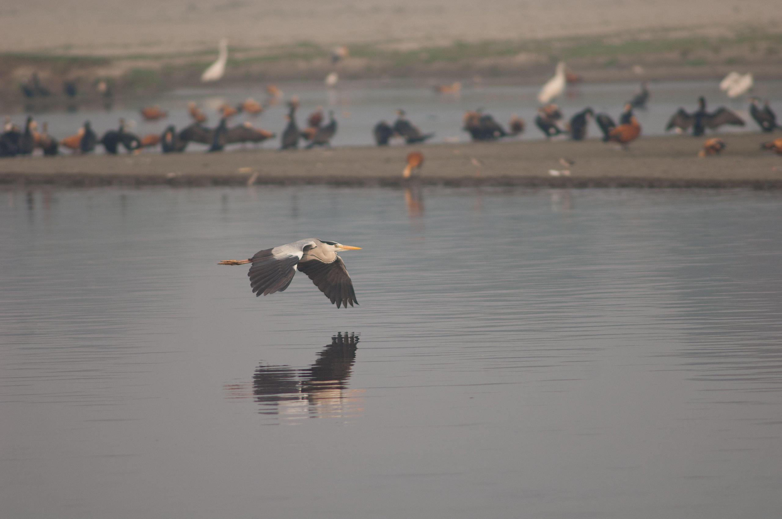 <p>A grey heron flying over the Yamuna river (Image: Víctor Suárez / Alamy)</p>