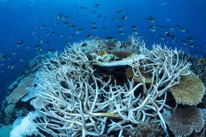 A group of fish swimming around a bleached coral