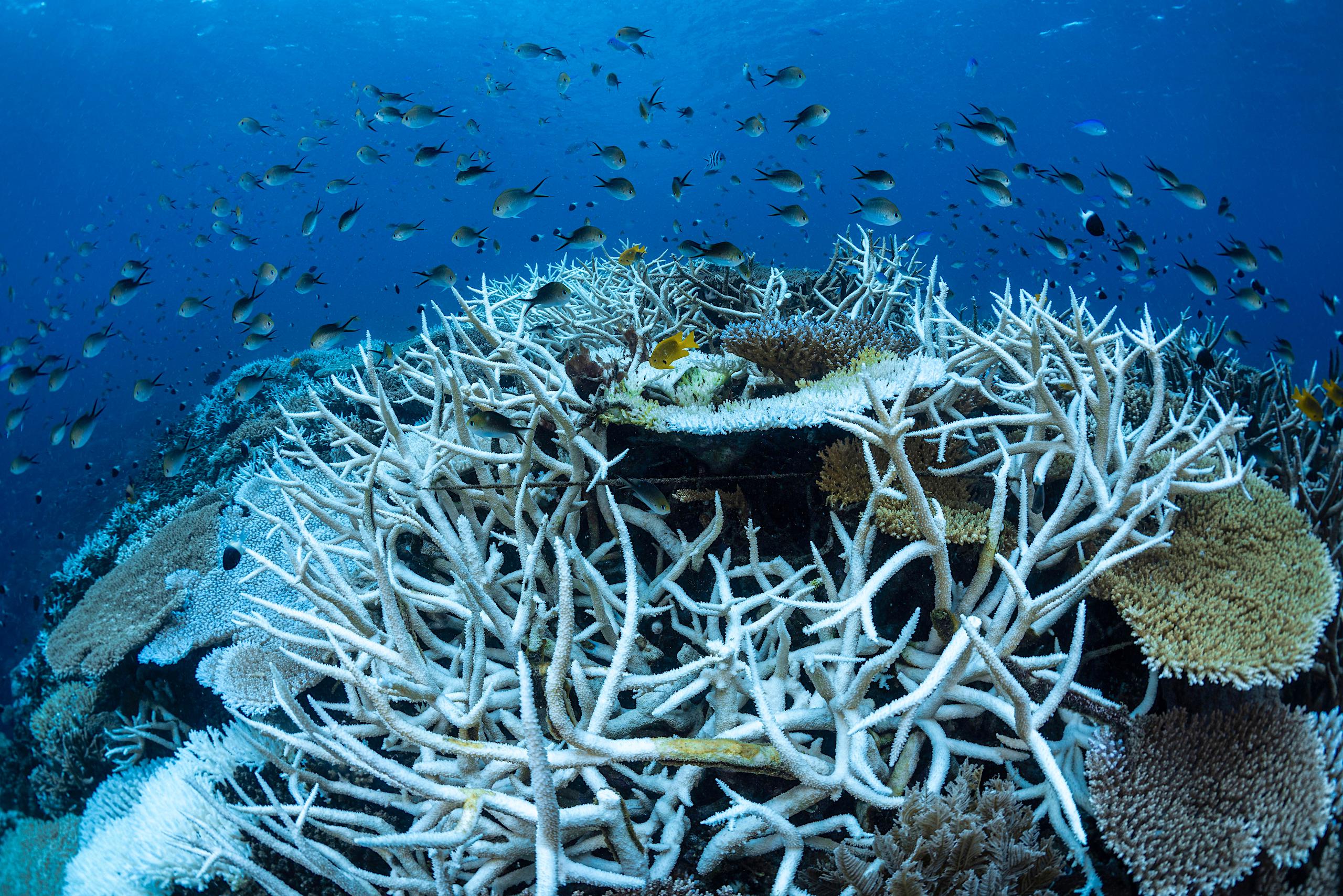 <p>Surging ocean temperatures have bleached corals like these off the coast of Mayotte and left scientists scrambling to understand what is driving the rise in heat (Image: Gabriel Barathieu / Biosphoto / Alamy)</p>