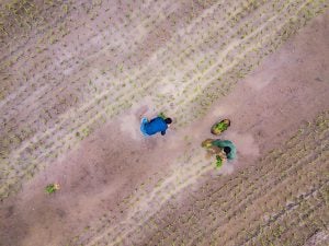 Aerial view of two farmers planting rice in a field