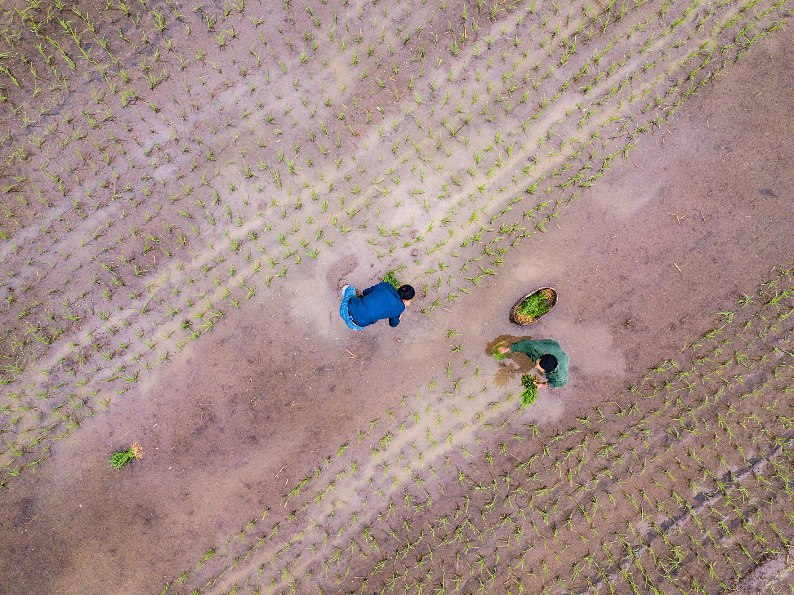 <p>Farmers plant rice in east China&#8217;s Huangshan region, Anhui province (Image: Leonardo Lazo / Alamy)</p>