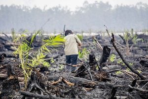 A man walks through a burned land