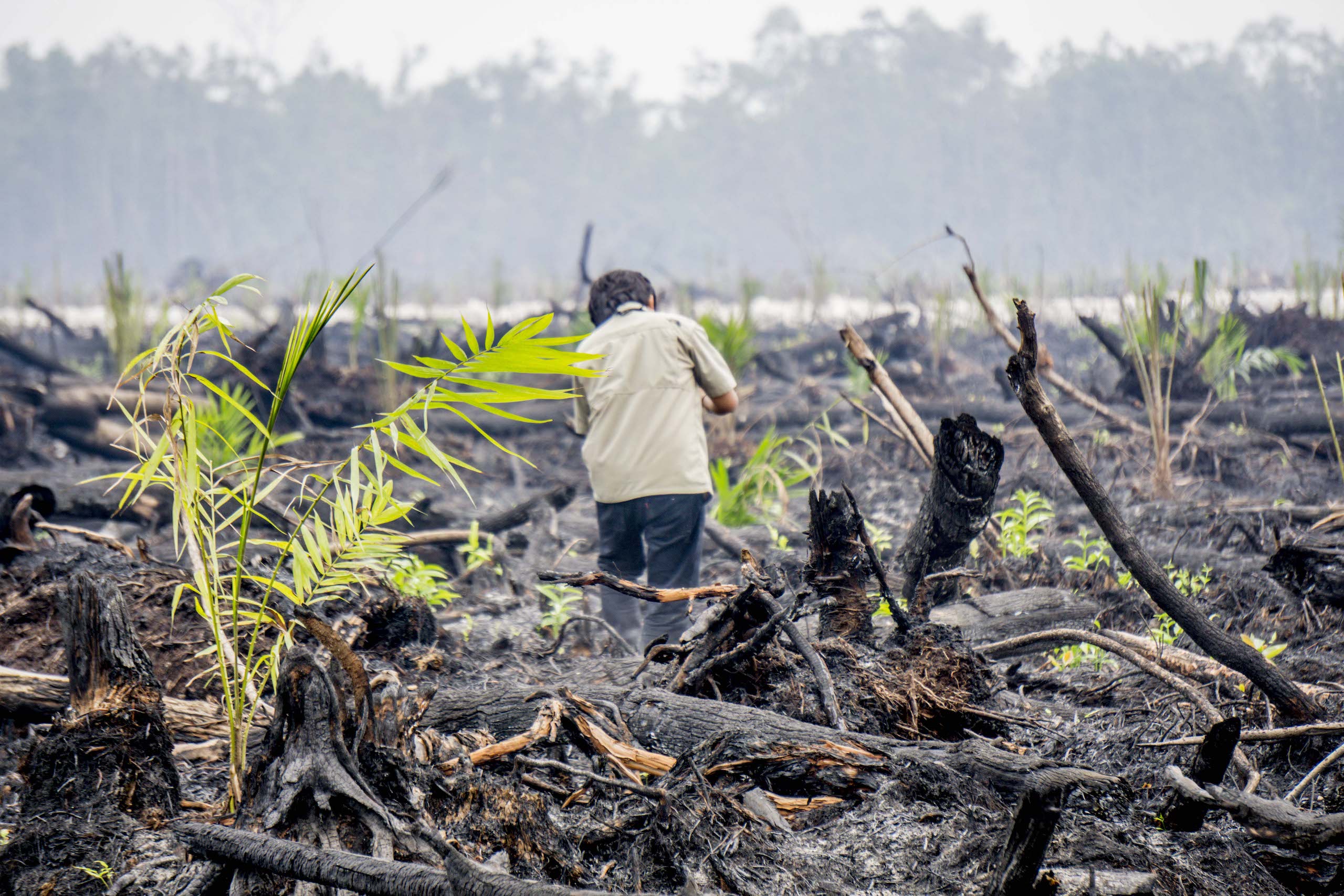 <p>Burned peatland and forest being planted with oil palm seedlings, near the Nyaru Menteng Orangutan Sanctuary, north-west of Palangkaraya in Central Kalimantan, Indonesia (Image: © Ardiles Rante / Greenpeace)</p>