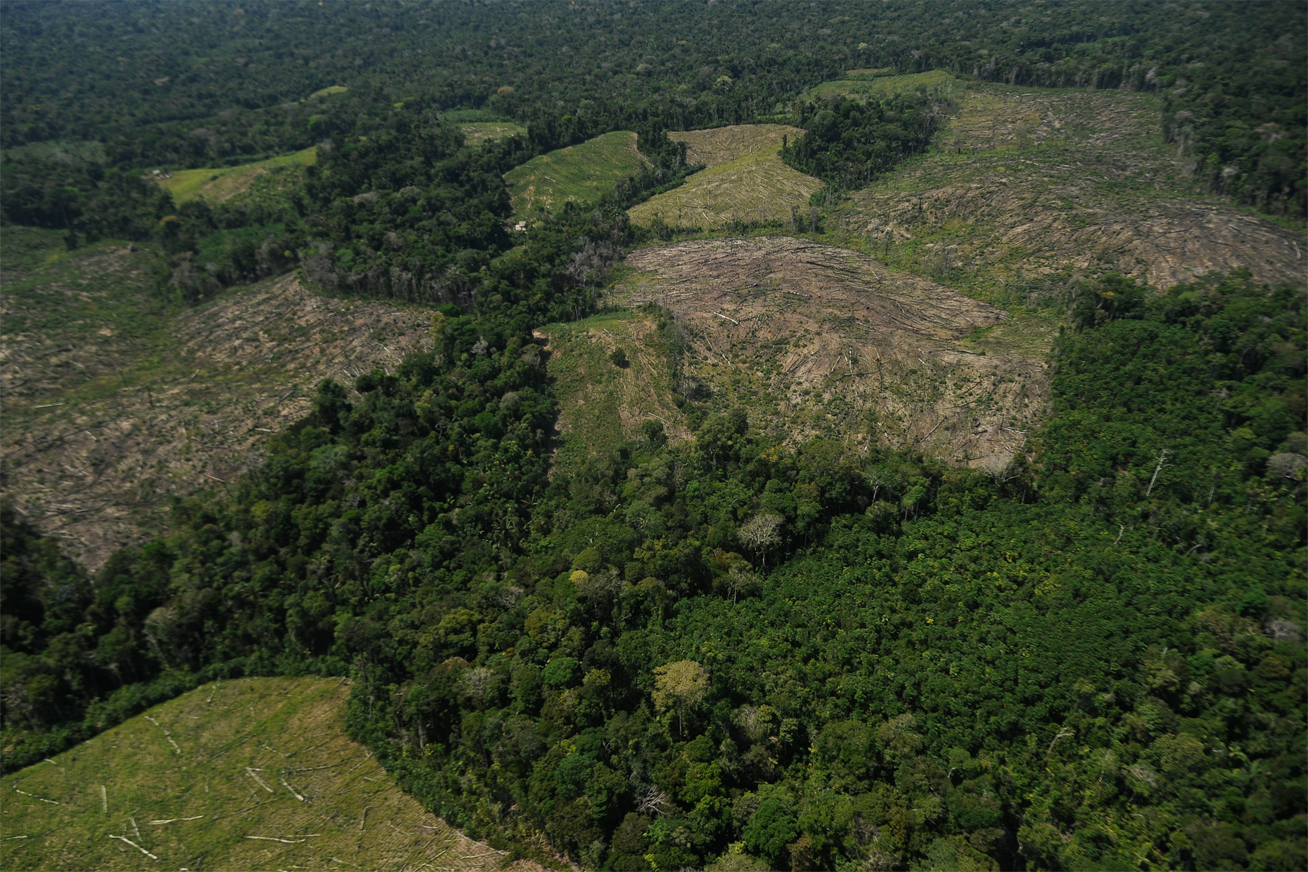 cut trees in the buffer zone of Sierra del Divisor National Park, Peru