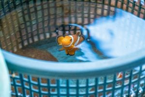 clown fish in bucket