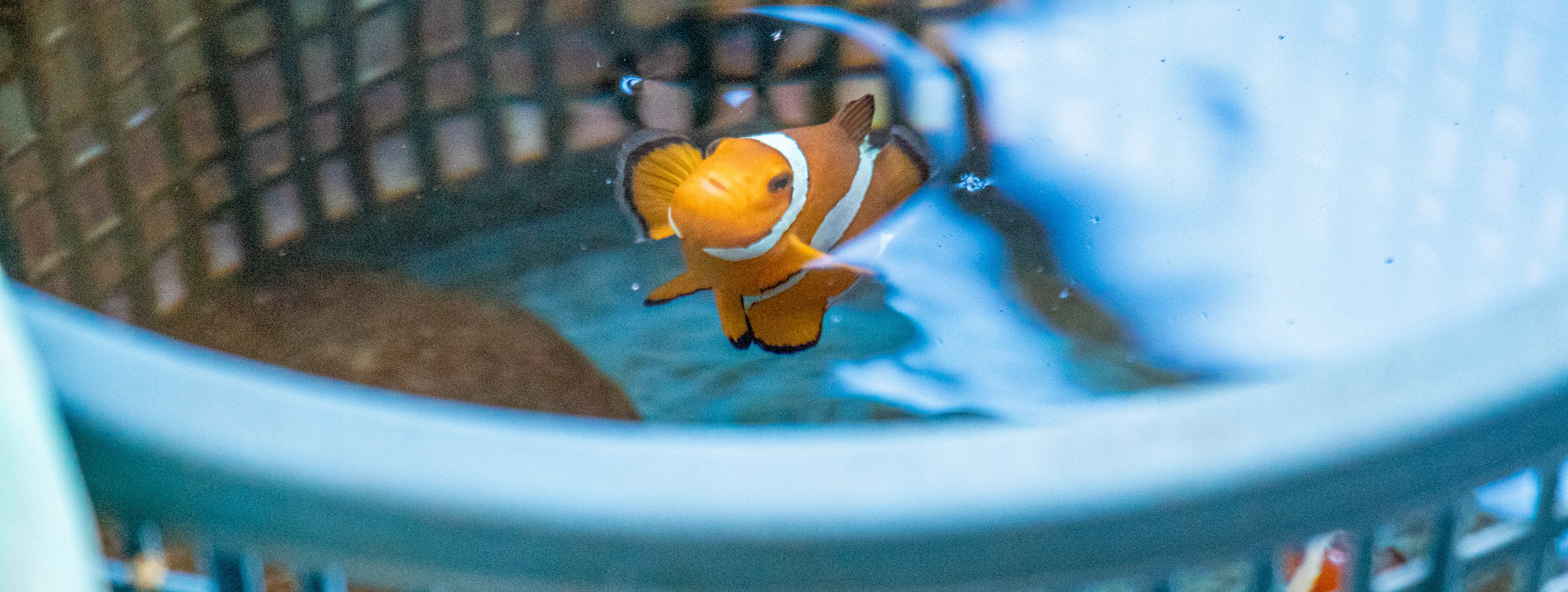 <p>A clownfish pokes its head out of the water in a cultivation pond at the LINI Aquaculture and Training Centre in northern Bali (Image: Regina Lam / Dialogue Earth)</p>