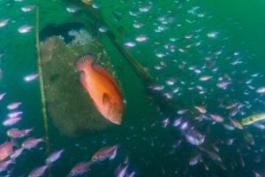 colourful fish iin green water