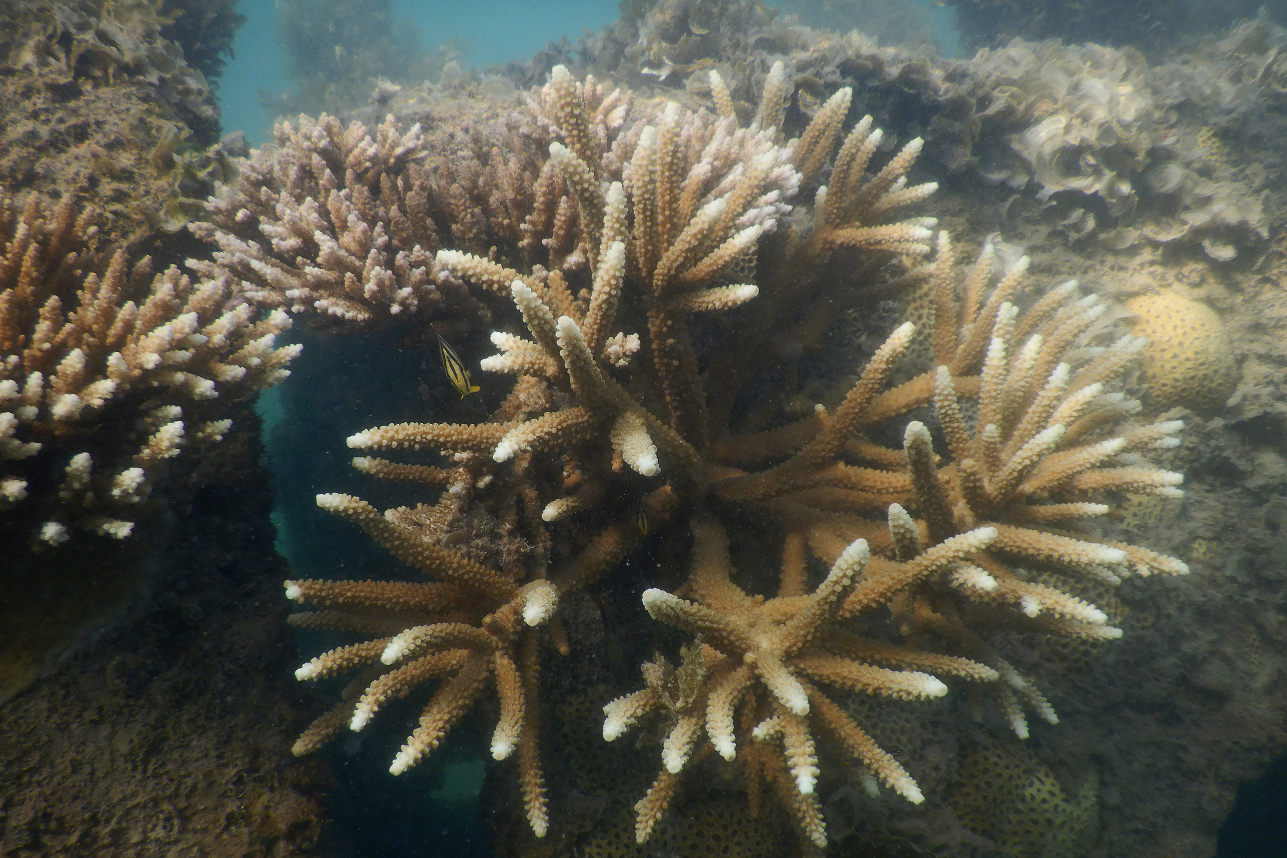 pale coral