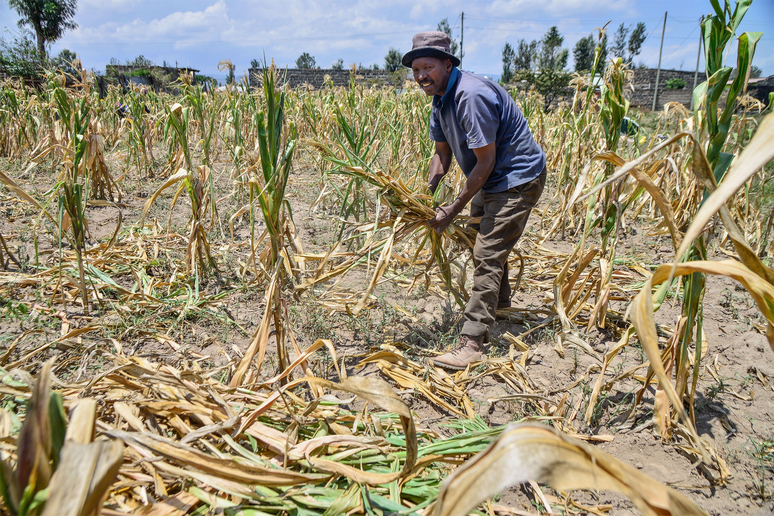 farmer gathers withered maize crops