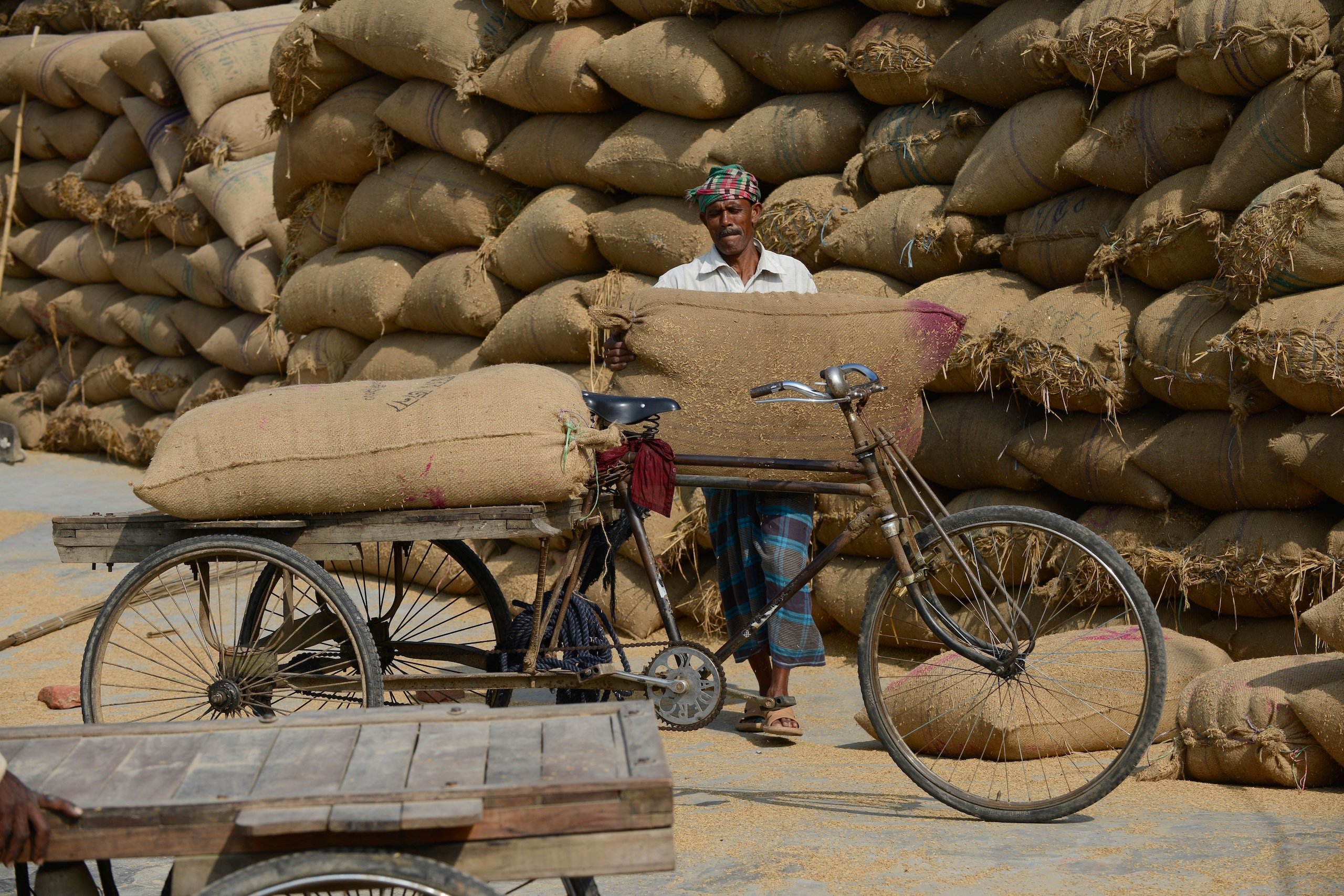 a man transport paddy in jute bags with bicycle rickshaw