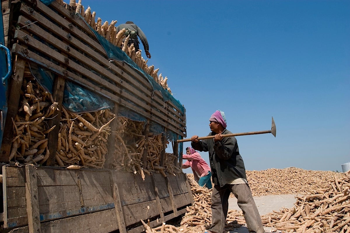 A man is loading cassava roots onto a truck