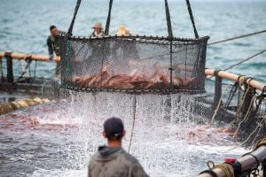 an aquaculture cage full of fish is raising out of the water