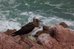 blue-footed booby on rocks