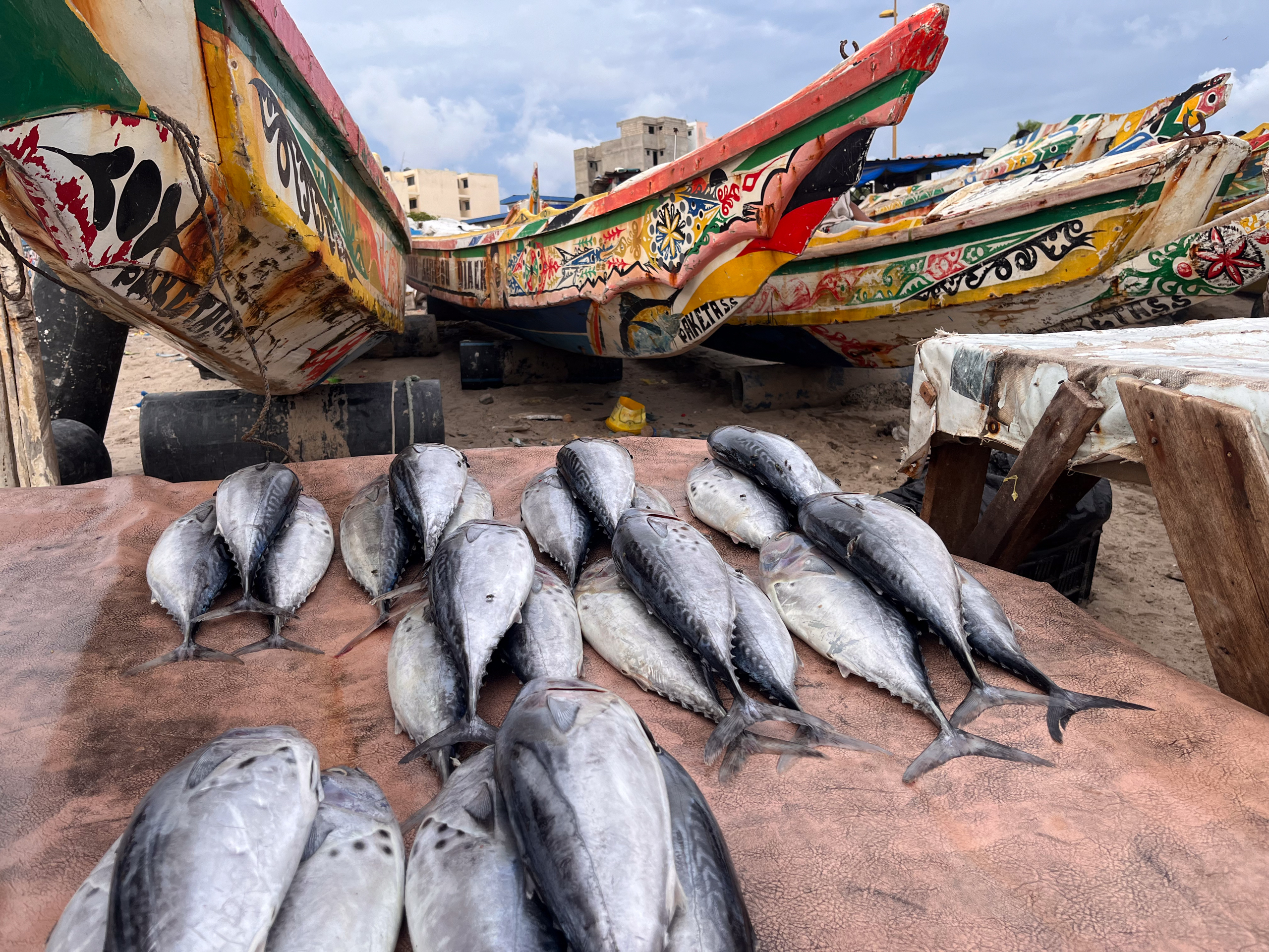 fish laid out beneath rows of narrow boats