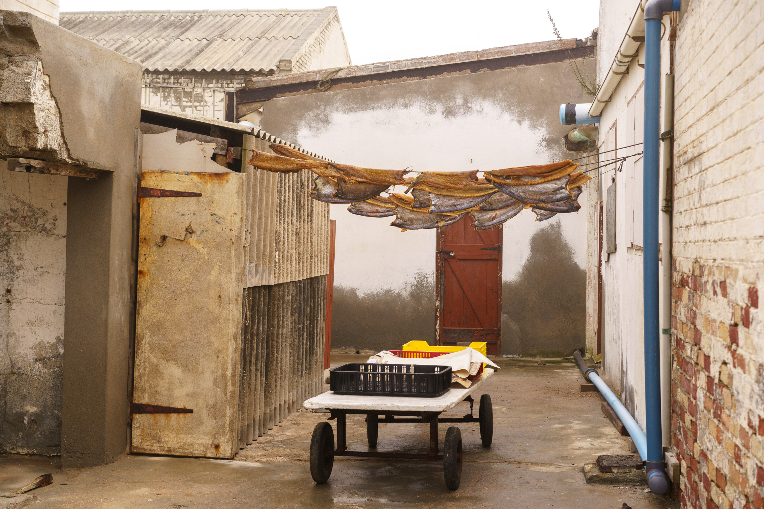 Salted snoek hanging on drying lines 