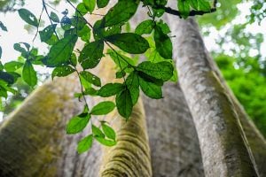 A large tree with lush green leaves