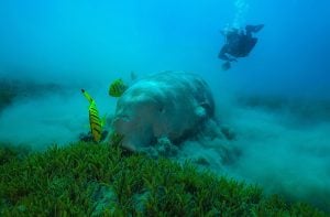 A dugong eating sea grass in the sea