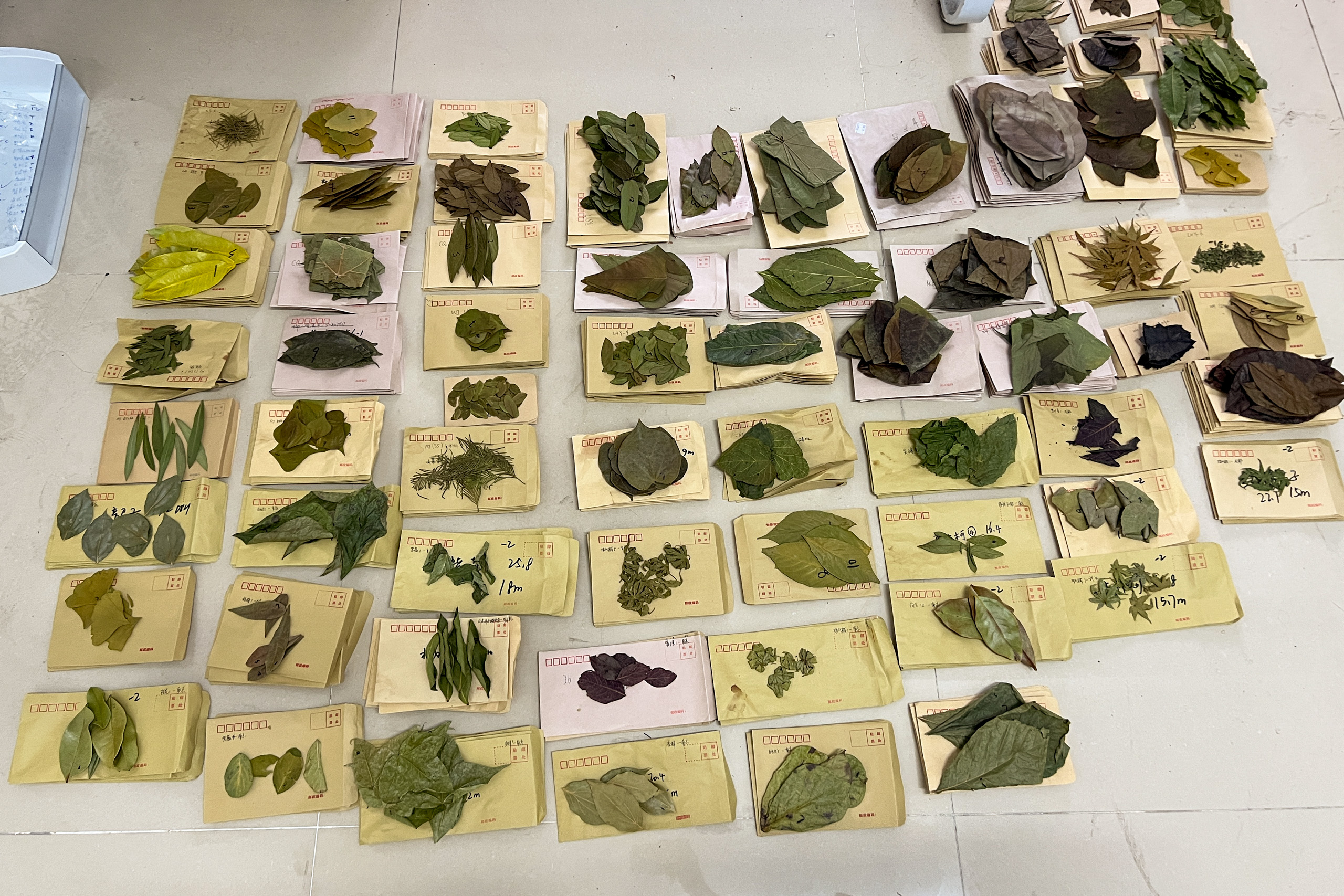 leaf samples lie down on a floor