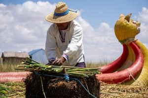 a man cutting totora reeds with a with reed boat in the background