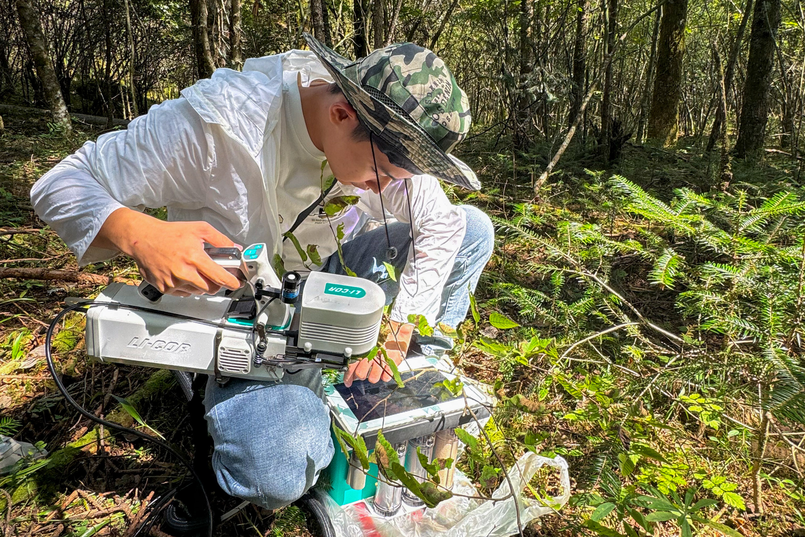 a research exams a leaf sample in a forest