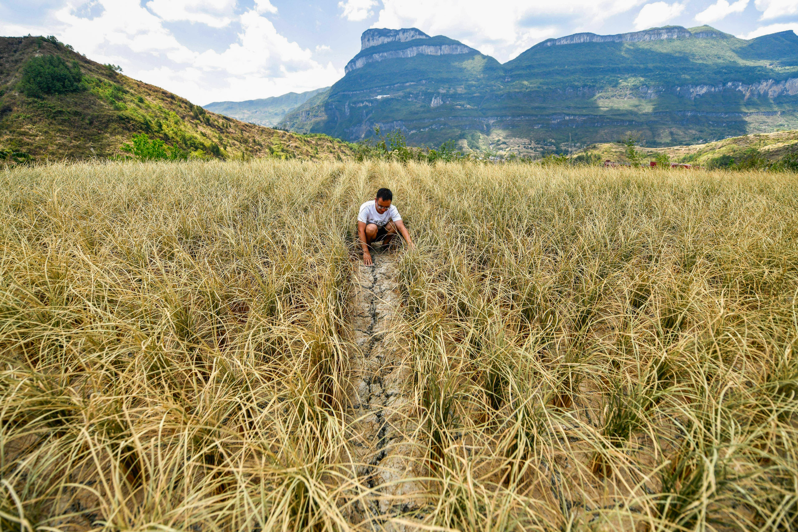 a man works in a drought field of rice