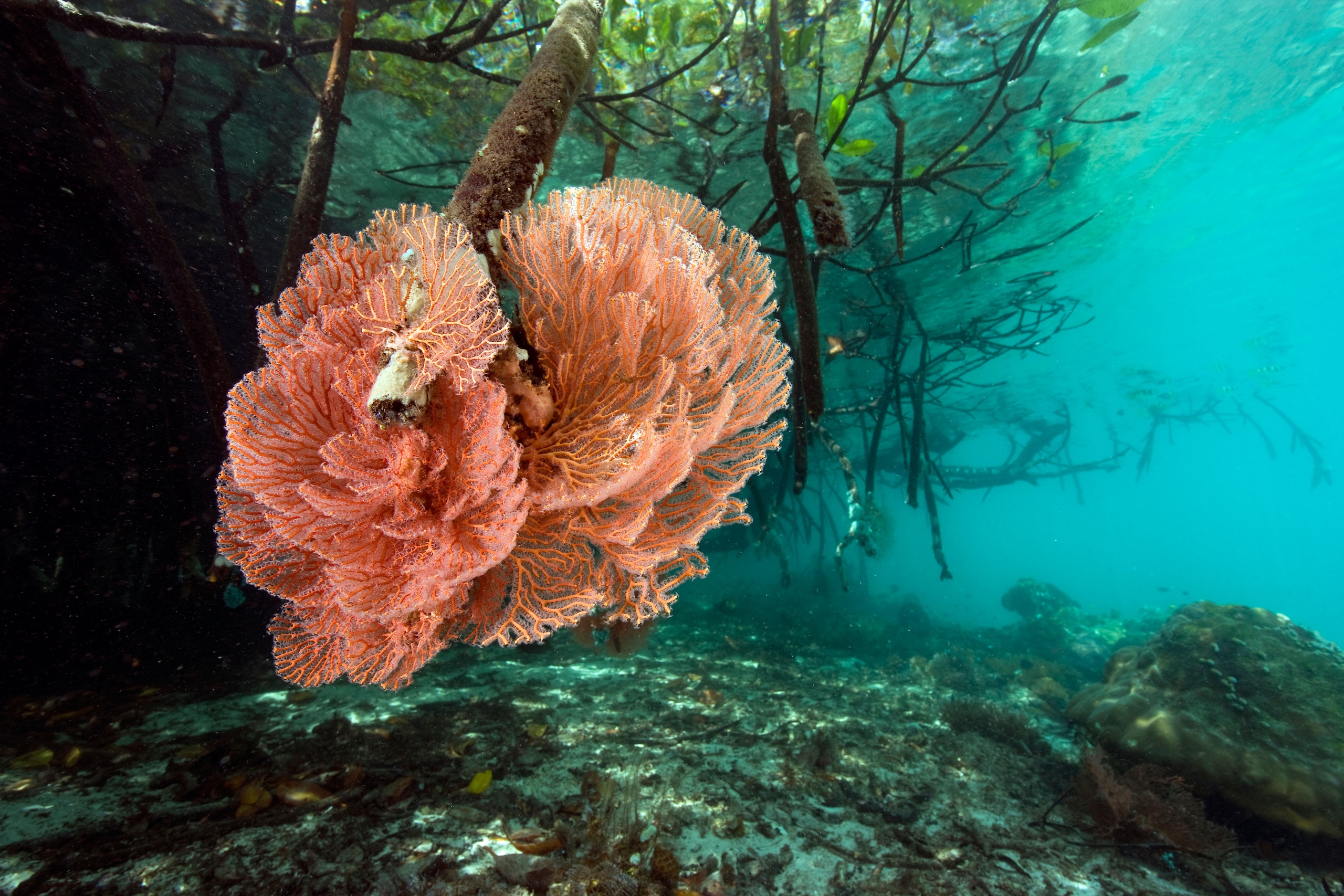 sea fan on mangrove roots
